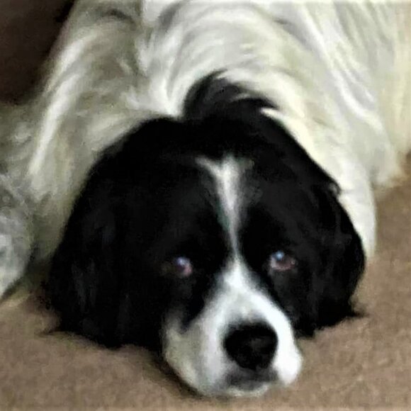 RAINBOW BRIDGE PRINT - Loss of DOG - Unframed 8x10 Inches - Picture 3 of 3